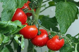 nawadnianie pomidorów